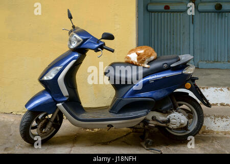 Gatto addormentato su scooter Foto Stock