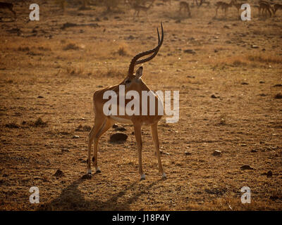 Impala maschio (Aepyceros melampus) con impressionanti corna sulla prateria a secco nel Masai Mara Conservancies, Kenya, Africa Foto Stock