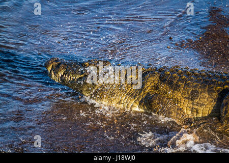 La specie Crocodylus niloticus famiglia di Crocodylidae Foto Stock
