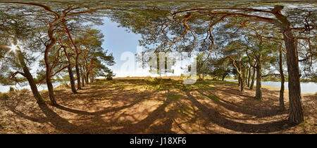 360º sferica foto panoramiche di alberi di pino accanto al laghetto Hatchet New Forest National Park in Inghilterra Foto Stock