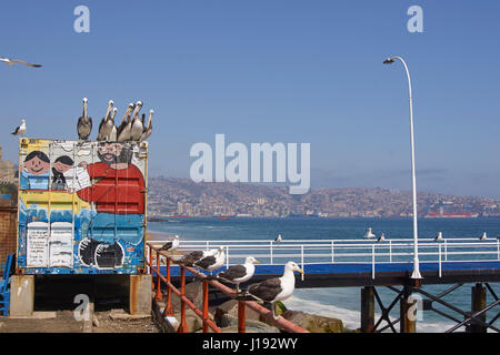 Gruppo di pellicani peruviani appollaiato su un colorato contenitore verniciato presso il mercato del pesce nel Patrimonio Mondiale UNESCO Città Porto di Valparaiso in Cile Foto Stock
