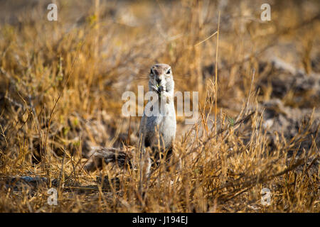 Massa del capo scoiattolo (Sud Africa Scoiattolo di terra), Xerus inauris, il Parco Nazionale di Etosha, Namibia, da Monika Hrdinova/Dembinsky Foto Assoc Foto Stock