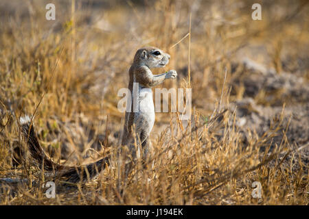 Massa del capo scoiattolo (Sud Africa Scoiattolo di terra), Xerus inauris, il Parco Nazionale di Etosha, Namibia, da Monika Hrdinova/Dembinsky Foto Assoc Foto Stock