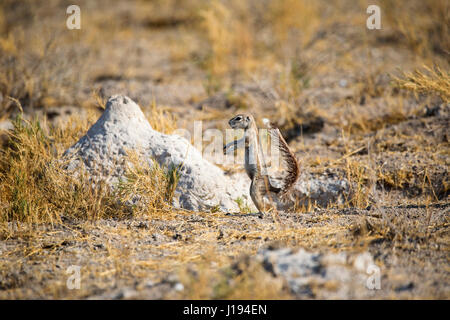 Massa del capo scoiattolo (Sud Africa Scoiattolo di terra), Xerus inauris, il Parco Nazionale di Etosha, Namibia, da Monika Hrdinova/Dembinsky Foto Assoc Foto Stock