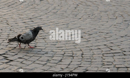 Piccione solitario sul marciapiede Foto Stock