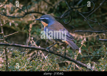 Cape robin-chat (Cossypha caffra), Bouldersbeach, Simonstown, Provincia del Capo Occidentale, Sud Africa Foto Stock