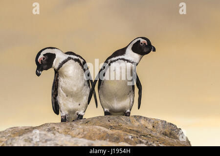 Due pinguini africani (Spheniscus demersus), coppia permanente sulla roccia, Bouldersbeach, Simonstown, Provincia del Capo occidentale Foto Stock