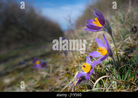 "Pasque flower (Pulsatilla vulgaris) nel prato, Hueneld, Hesse, Germania Foto Stock