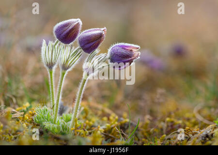 "Pasque flower (Pulsatilla vulgaris), Hünfeld, Hesse, Germania Foto Stock