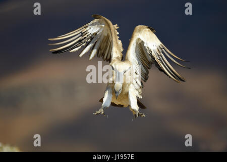 Cape Vulture (Gyps coprotheres) in atterraggio approccio, Giant&#39;s Castello Parco Nazionale, Natal, Sud Africa Foto Stock