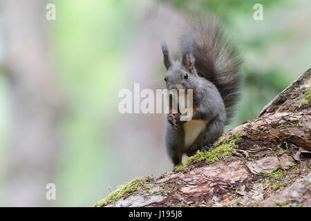 Scoiattolo (Sciurus vulgaris), seduta sul tronco di albero, Tirolo, Austria Foto Stock