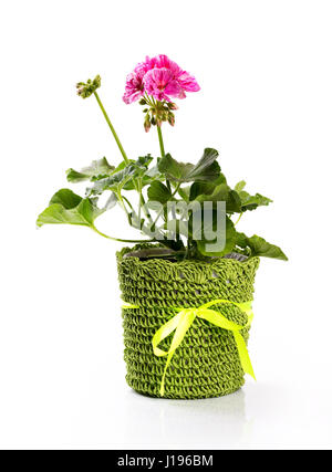 Vaso di fiori con rosa pelargonium isolato su bianco Foto Stock