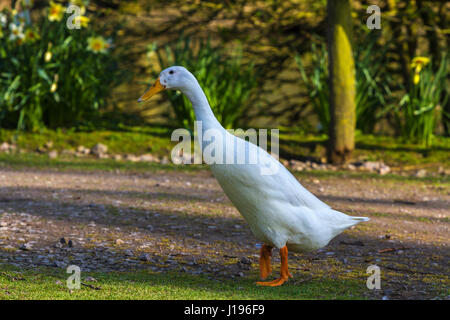 Minor Snow Goose a Slimbridge Foto Stock