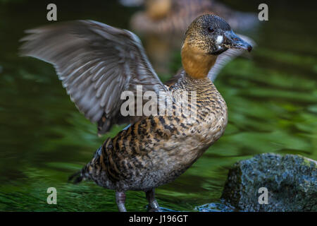 African White-Backed Duck sbattimenti le sue ali in casa tropicale a Slimbridge Foto Stock