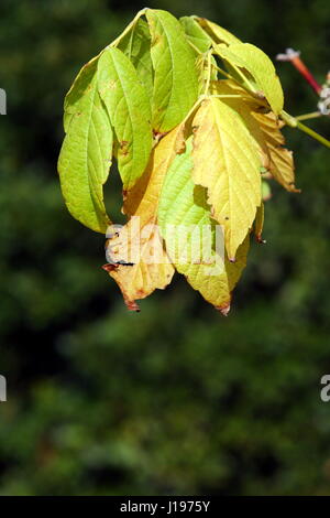 Inglese Plane Tree Foglie di autunno Foto Stock