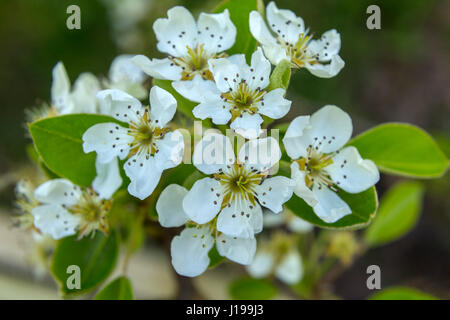 Blossom su di un albero di pera - Doyenne du Comice. Foto Stock