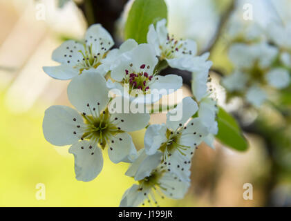 Blossom su di un albero di pera - Doyenne du Comice. Foto Stock