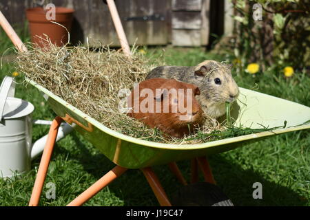 Cavie in un giocattolo carriola mangiare erba Foto Stock