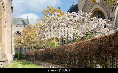 Cherry Tree blossom lungo Grove a piedi nel centro di Oxford in primavera. Oxford, Oxfordshire, Inghilterra Foto Stock