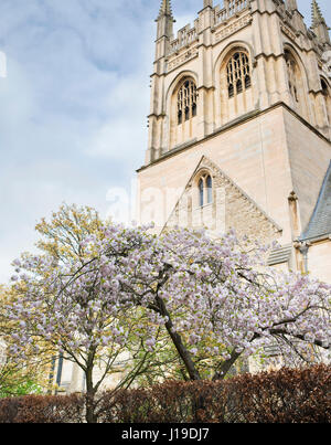 Cherry Tree blossom lungo Grove a piedi nel centro di Oxford in primavera. Oxford, Oxfordshire, Inghilterra Foto Stock