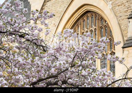 Cherry Tree blossom lungo Grove a piedi nel centro di Oxford in primavera. Oxford, Oxfordshire, Inghilterra Foto Stock