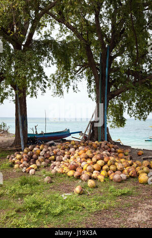 Noci di cocco raccolte sul terreno vicino alla spiaggia. Foto Stock