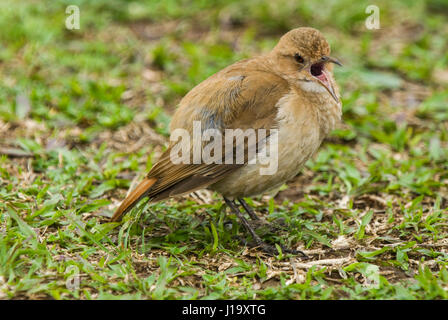 Un Rufous Hornero (Furnarius rufus), o ovenbird, in piedi su erba corta e chiamata Foto Stock