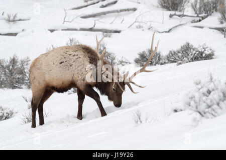 Elk / Wapiti ( Cervus canadensis ), Bull in inverno, pawing la neve, alla ricerca di cibo, Yellowstone NP, Wyoming,STATI UNITI D'AMERICA. Foto Stock
