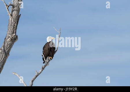 Aquila calva / Weisskopfseeadler ( Haliaeetus leucocephalus ), appollaiato in un albero di pioppi neri americani contro il cielo blu, Yellowstone, Montana, USA. Foto Stock