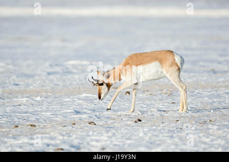 Pronghorn / Gabelbock ( Antilocapra americana ) / Gabelantilope, in inverno, la neve, alla ricerca di cibo, Yellowstone NP, Montana, USA. Foto Stock