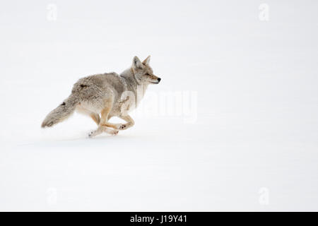 Coyote / Kojote ( Canis latrans ) di corsa, in inverno, acceso, fuggono attraverso la neve alta, Yellowstone NP, STATI UNITI D'AMERICA. Foto Stock