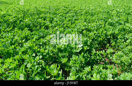 Erba medica fresca lucerna campo in primavera Foto Stock