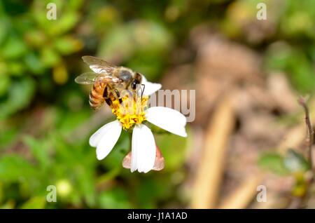 Il miele delle api su fiori bianchi Foto Stock
