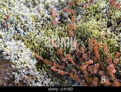 Mossy rocce laviche in Islanda Foto Stock