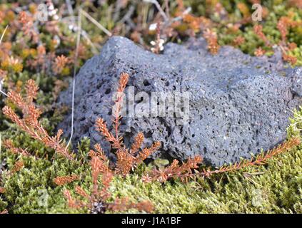 Mossy rocce laviche in Islanda Foto Stock