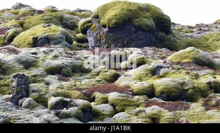 Mossy rocce laviche in Islanda Foto Stock