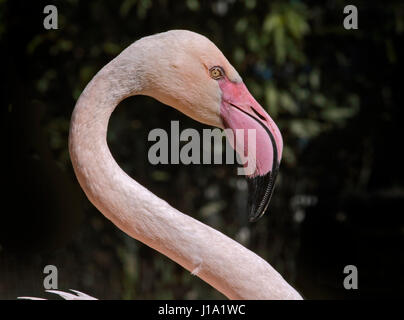 Fenicottero maggiore (Phoenicopterus roseus) Foto Stock