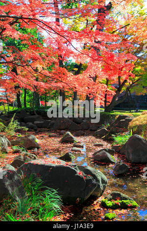 Otaguro Koen Park fogliame di autunno Suginami Tokyo Giappone Foto Stock