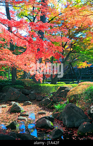 Otaguro Koen Park fogliame di autunno Suginami Tokyo Giappone Foto Stock