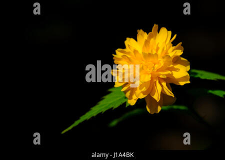 Kerria japonica plenflora o ebreo il mantello. Di medie dimensioni con arbusto arancio brillante fiori in primavera. Si tratta di un immagine ravvicinata di una singola testa di fiori Foto Stock