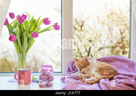 Accogliente casa concetto. Viola tulipani freschi in vaso di vetro. Amaretti in un barattolo di vetro. Tazza di tè caldo. Coperta di Lilla sul davanzale. Rosso bianco gatto Kitty su Foto Stock