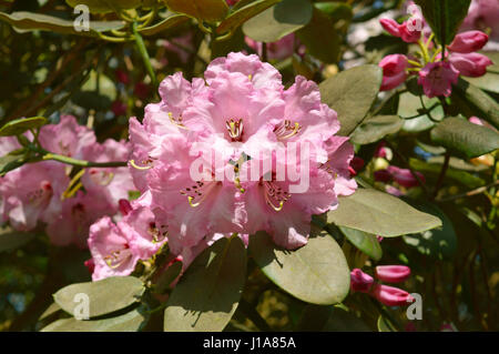 Rhododendron allegria natalizia fiori Foto Stock
