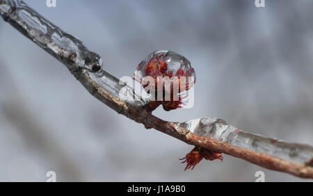 Lasciare le gemme incapsulato in ghiaccio Foto Stock