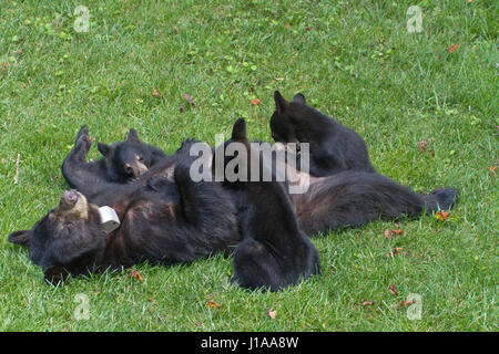 Una madre black bear giace sulla sua schiena e consente la sua tre giovani cubs di infermiere su un quartiere prato in estate Foto Stock