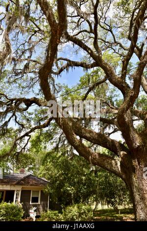 Muschio spagnolo (Tillandsia usneoides) appesi dal bellissimo albero di quercia (Quercus) Foto Stock