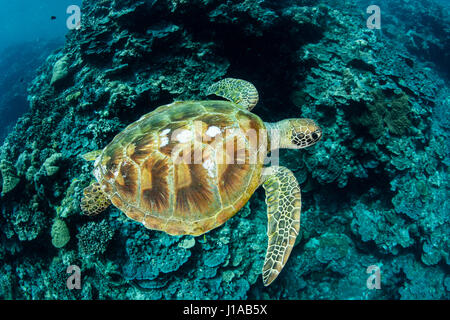 Una tartaruga verde nuotate lungo la barriera corallina in Repubblica di Palau. Questo paese tropicale è una destinazione popolare per gli amanti delle immersioni e dello snorkeling. Foto Stock