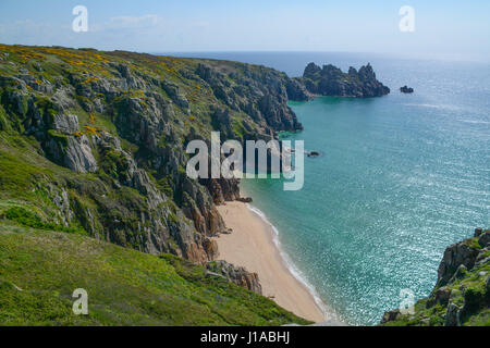 Treen, Cornwall, Regno Unito. Il 19 aprile 2017. Regno Unito Meteo. Gloriosamente mattina di sole per le spiagge a Treen e Porthcurno, con il cliffside piante in piena fioritura nel sole splendente. Credito: cwallpix/Alamy Live News Foto Stock