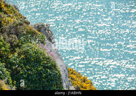 Treen, Cornwall, Regno Unito. Il 19 aprile 2017. Regno Unito Meteo. Gloriosamente mattina di sole per le spiagge a Treen e Porthcurno, con il cliffside piante in piena fioritura nel sole splendente. Credito: cwallpix/Alamy Live News Foto Stock