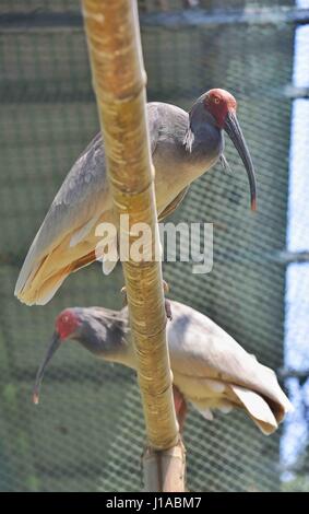 (170419) -- CHENGDU, Aprile 19, 2017 (Xinhua) -- Crested ibis sono visti in un centro di allevamento di Sichuan Accademia provinciale delle risorse naturali delle Scienze di Emeishan, a sud-ovest della Cina di provincia di Sichuan, 19 aprile 2017. Due crested ibis pulcini sono stati tratteggiati di artificialmente un centro di allevamento per le specie in pericolo di estinzione nel Sichuan il martedì e il mercoledì, le autorità locali ha detto. I due crested ibis pulcini pesati 55,3 g e 51,7 g rispettivamente e sono state in buona salute, secondo il dipartimento di pubblicità della città Emeishan, Sichuan. Durante gli ultimi tre decenni, la popolazione di crested ibis Foto Stock