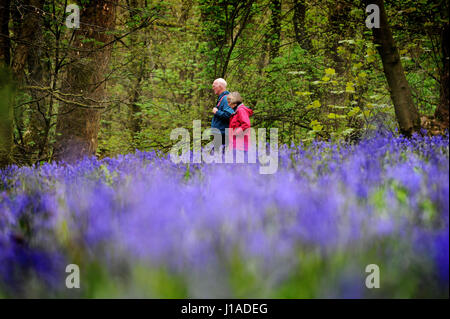 La molla del legno, Whalley, Lancashire, Regno Unito. 19 Aprile, 2017. Ai visitatori di ammirare il tappeto di Bluebells che coprono il terreno nella primavera del legno, Whalley, Lancashire, Regno Unito. Foto di Paolo Heyes, mercoledì 19 aprile, 2017. Credito: Paolo Heyes/Alamy Live News Foto Stock